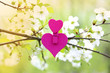 © Agnes - Love. Wooden heart in cherry blossom. Wooden clothespin in the form of heart