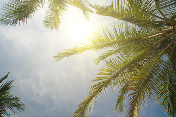 Palm trees and bright sun on blue sky background