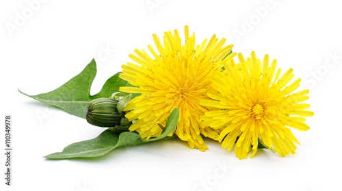 Valokuvatapetti Two dandelions with leaves.