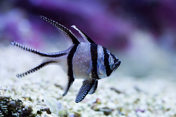 Poster - Banggai cardinalfish (Pterapogon kauderni).