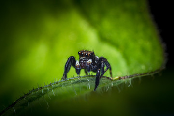 Jumping Spider Macro