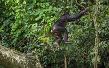 Wall Mural - jumping bonobos (pan paniscus) on a tree branch. green natural jungle background.