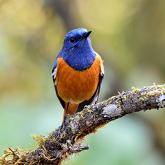 Wall Mural - Blue-fronted redstart (Phoenicurus frontalis) the lovely colorfu