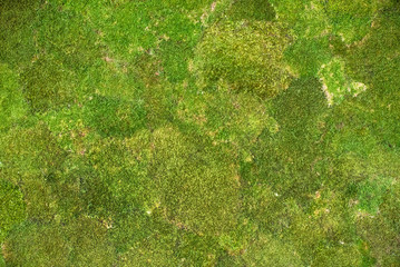 moss background