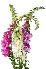 Digitalis