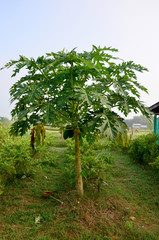 Agriculture Papaya tree