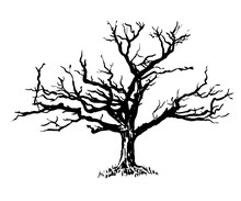Drawing A Big Old Sprawling Dry Tree Graphic Ink Isolate Sketch Vector Illustration