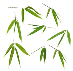 Canvas Print - set of bamboo green leaves isolated on white