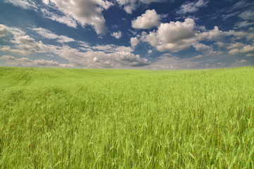 Sticker - green wheat field under dark blue sky