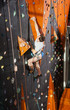 © anatoliy_gleb - Muscular rock climber practicing rock-climbing on a rock wall indoors