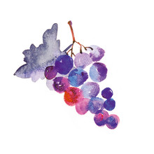 Watercolor Hand Made Illustration Of Grapes