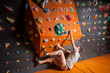 © anatoliy_gleb - Rock climber starting to practice artificial rock climbing on a rock wall indoors, without special equipment. Bouldering