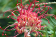 close up of red australian grevillea