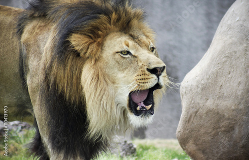 Fényképezés  A Male Lion, Panthera leo, Roaring Loudly