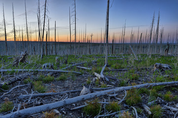 Burned forest, Glacier National Park