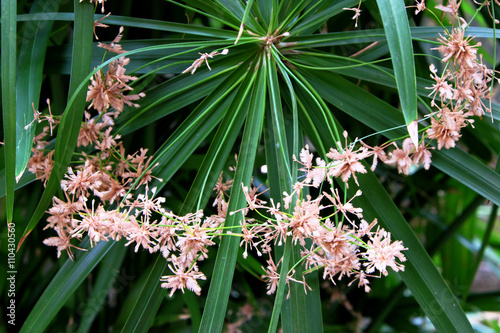 Fotografie, Obraz Sedge leaves,Papyrus leaves with flowers
