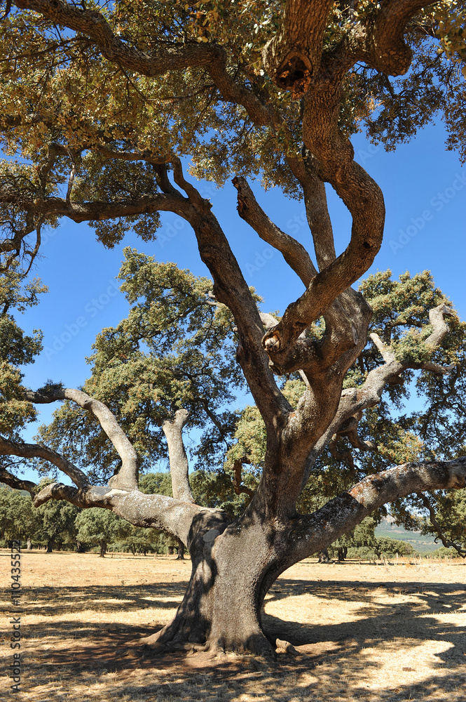 Wall Murals Encina milenaria en el Parque Natural del Valle de Alcudia y Sierra Madrona, provincia de Ciudad Real, España - Nikkel Art Wall Murals Encina milenaria en el Parque Natural del Valle de Alcudia y Sierra Madrona, provincia de Ciudad Real, España - Nikkel Art
