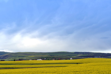 Wall Mural - Yellow canola field against blue sky