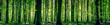 Leinwandbild Motiv Idyllic forest in the springtime