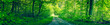Dirt road in a green forest panorama