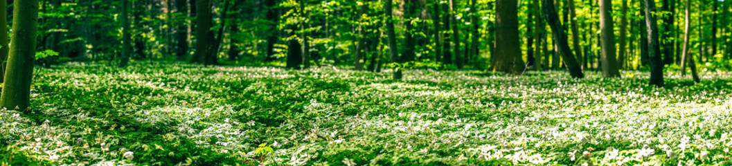 Wall Mural - anemone flowers on the forest floor
