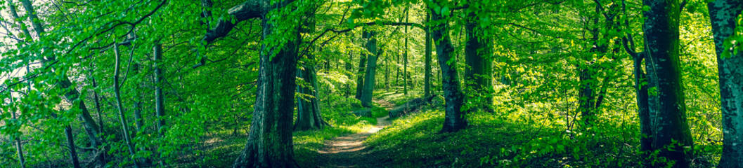 Wall Mural - forrest foliage with green trees