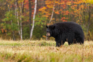 adult female black bear (ursus americanus) looks back