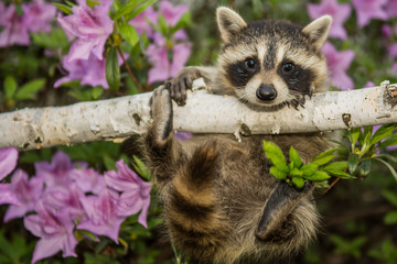 baby raccoon