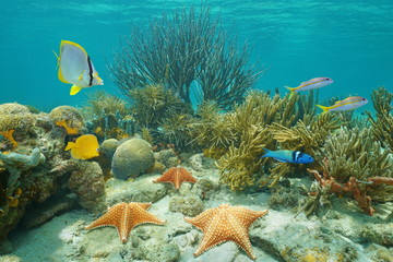 Wall Mural - Underwater coral reef with starfish and tropical fish, Caribbean sea