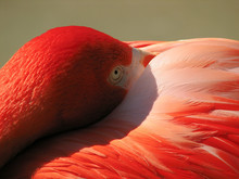 Flamingo At Rest