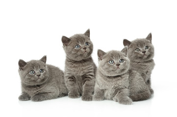 little british short hair blue kittens