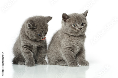 Little British Short Hair Blue Kittens Buy This Stock Photo And