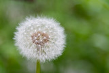 Fototapeta Dmuchawce - fluffy white dandelion