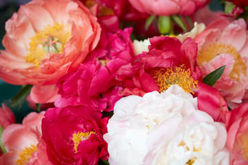 Wall Mural - peony flowers in red, pink and white colors background