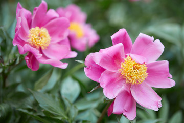 Wall Mural - pink peony flowers with green leaves in a garden