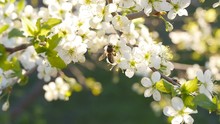 Spring White Flower And Bee In Slow Motion