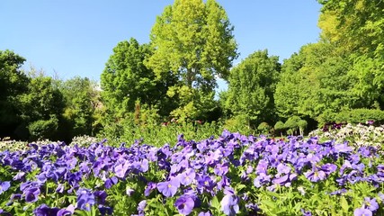 Wall Mural - in iran antique garden with lots of different flowers in the wind