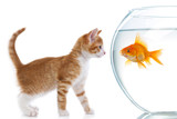 Fototapeta Koty - The cat looks at fish in an aquarium