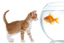 The Cat Looks At Fish In An Aquarium
