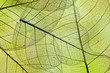 © Vera Kuttelvaserova - a leaf texture close up