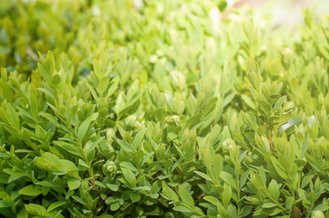 Wall Mural - boxwood Bush