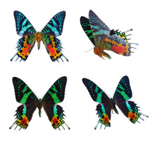Chrysiridia Rhipheus Butterfly