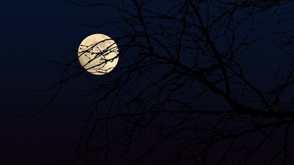 full moon branches