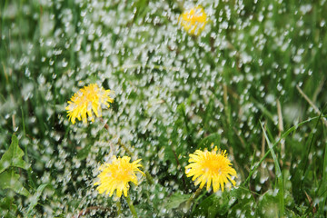 Wall Mural - rain on dandelions.