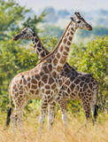 Fototapeta Zwierzęta - Under a shining sun two giraffes stand at a tree with the crossed long necks. Rothschild Giraffes  (Giraffa camelopardalis)
