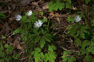 Wall Mural - gentle white anemone flowers.