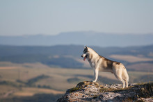 Husky In The Mountains 8