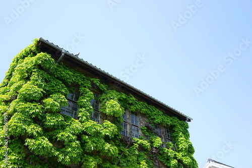 House Covered With Ivy Green Wall 蔦に覆われた家 葉っぱ 植物 ツタ 自然 環境 温室効果 Buy This Stock Photo And Explore Similar Images At Adobe Stock Adobe Stock