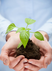 Wall Mural - Human hands holding young plant