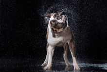 American Bulldog, Dog Motion In The Water